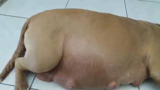 Dog Resting After Swallowing Child..dog Pregnant Vore