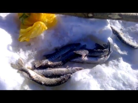видео рыбалка в ханты-мансийске на ютуб видео рыбалка в ханты-мансийске на ютуб