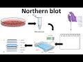 northern blotting technique | northern hybridization | What is the principle of Northern blotting?