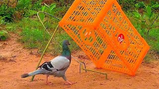 Diy Pigeon Trap Using Cardboard Box Easy Underground Pigeon Trap How To Make Bird Trap