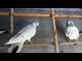 indian pigeon
