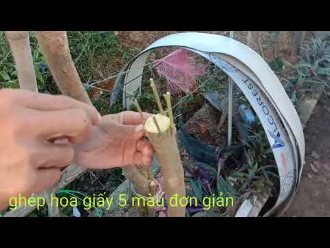 Ghép hoa giấy ngũ sắt đơn giản. ai cũng làm được