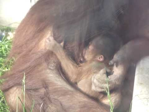 円山動物園・オランウータンの赤ちゃん