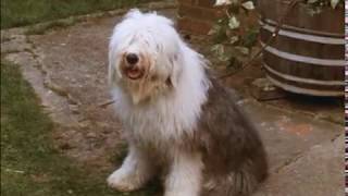 Digby, the Biggest Dog in the World