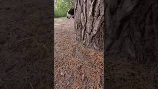 Dini Plays Hide And Seek Behind The Tree