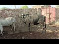 cow meeting! white cow v/s black Bull ....Village Animals lovers Rajasthan