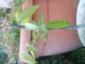 emboliasmos karydias