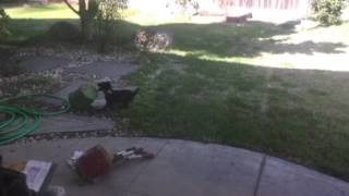 Cute Puppy Playing With Plastic Planter