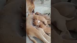 Anak Anjing Menyusui