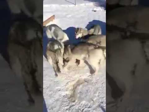 Кормушка для вольера Кормушка для вольера
