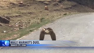 Marmots Duel