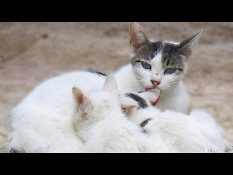 a-mom-of-a-cat-cat-nursing-is-great.html