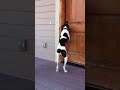 Jack the dog can open a door.
