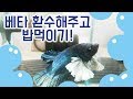 글라스장의 베타일기 - 베타들 환수해주고 밥먹이기!