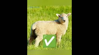 Haram Vs Halal Meat In Islam