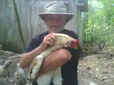 WikiAnswers - Are Roosters Dangerous And How Do You Control A Rowdy Rooster