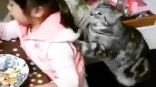 funny cat