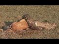 Rock Python Swallows A Whole Deer