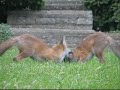 Fox Family Spectactular