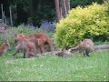 Fox Family Spectactular