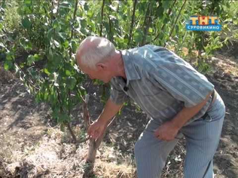 Что сажать под гортензией Что сажать под гортензией