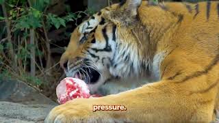 How Tigers Hunt