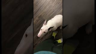 Our Bull Terrier Ella Talking