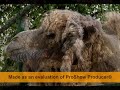 Харьковский зоопарк