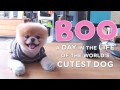 Boo - A Day in the Life of the World's Cutest Dog - Book Trailer