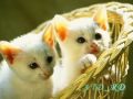 Cuoc Song Tuoi Dep Han Quoc Mpg
