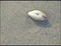 Pismo Clam burring itself in the sand (Realtime)