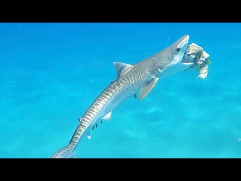 RARE SIGHTING!!! Baby Tiger Shark In Oahu Hawai’i Eating Puffer Fish