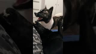 Funny dogs Marley and Dora
