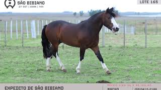 LOTE 165 - POTROS RACIONADOS INTEIROS - LEILÃO VIRTUAL SÃO BIBIANO 2020