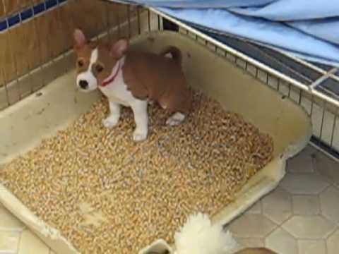 litter box a puppy puppy using litter box litter box a puppy puppy using litter box