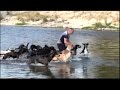 L'uomo che vive con 16 cani