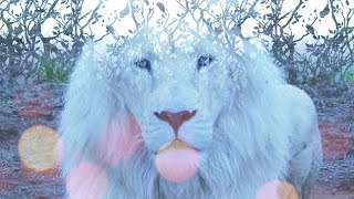 Lions Gate Transmission Meditation and Activation