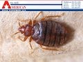 Bed Bug Pest Control Middletown NY American Pest Control 845-344-3288
