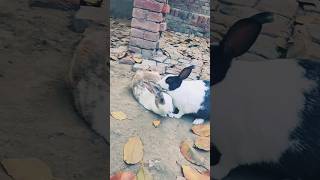 Rabbit Enjoy