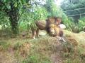 Gay Lions