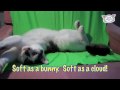 Ultra Fur Presents: "Sophia Softest Cat In The World
