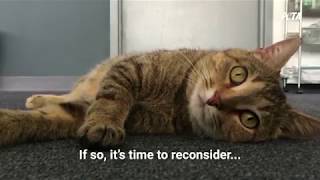 8 Good Reasons Cats Shouldn't Go Outdoors Without You