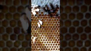 Пчёлки  Исправные Работники