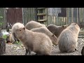 feeding time