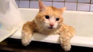 Кот Не Может Выбраться Из Ванной