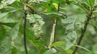 Mountain Masked Apalis - A Native Bird To The Albertine Rift Montane Forests