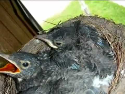 Eshita Ja pakhi ure ja.wmv