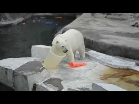 белый медведь кушает видео белый медведь кушает видео
