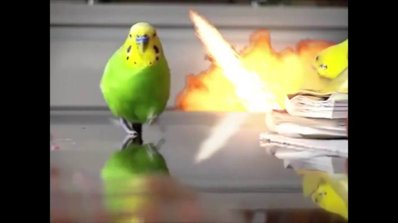 Epic Parrot Is Coming For You - With Explosions - YouTube