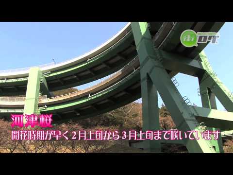 河津七滝ループ橋 - 地域情報動画サイト　街ログ